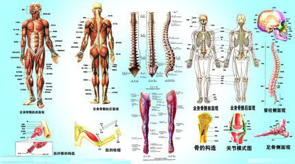 骨科分层分析