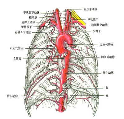 心血管系统